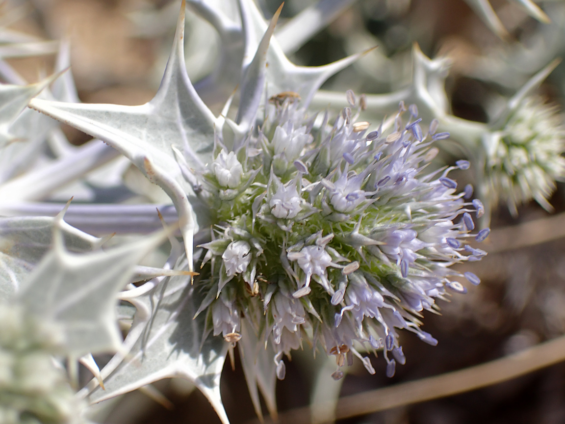 Image of Eryngium maritimum specimen.