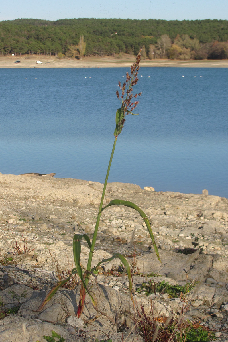 Image of Sorghum saccharatum specimen.