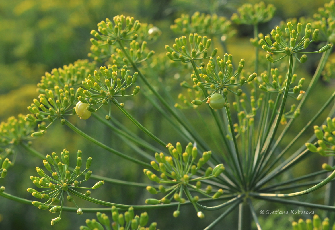 Изображение особи Anethum graveolens.