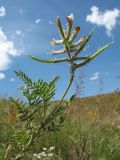 Astragalus neolipskyanus. Верхушка ветви с соплодием. Казахстан, Джамбулская обл., предгорья Таласского Алатау, р-н левого борта каньона Коксай, 1750 м н.у.м., предгорная степь на мелкоземах. 13 июня 2018 г.