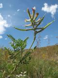 Astragalus neolipskyanus. Верхушка ветви с соплодием. Казахстан, Джамбулская обл., предгорья Таласского Алатау, р-н левого борта каньона Коксай, 1750 м н.у.м., предгорная степь на мелкоземах. 13 июня 2018 г.