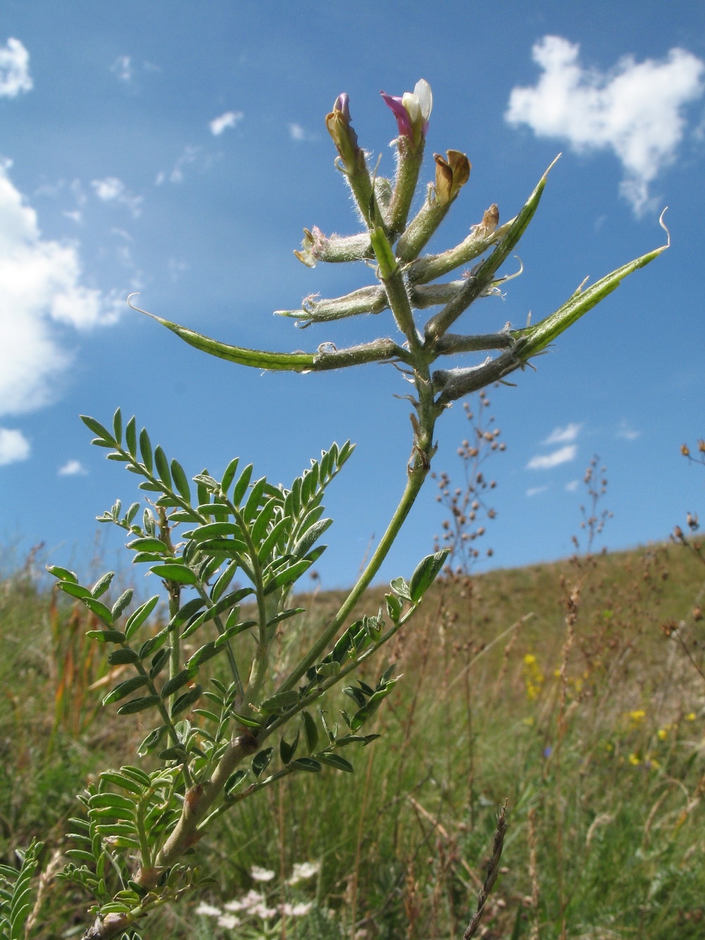 Изображение особи Astragalus neolipskyanus.