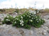 Spiraea pilosa