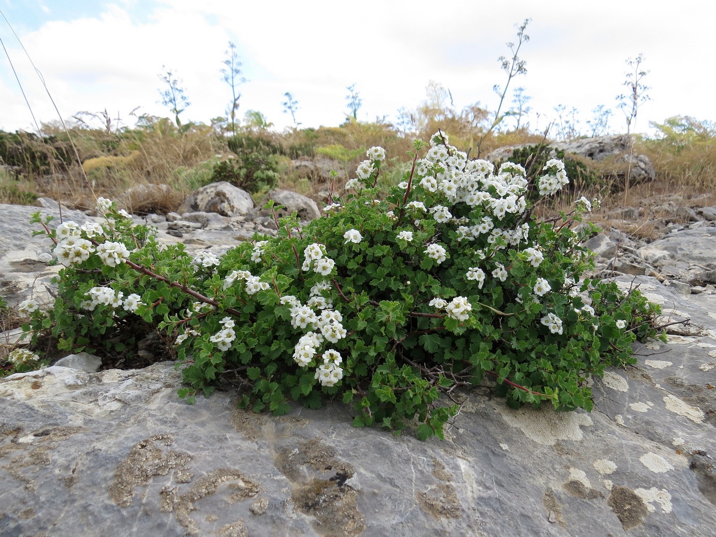 Image of Spiraea pilosa specimen.