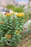 Rhodiola rosea. Плодоносящие растения. Мурманская обл., окр. пос. Дальние Зеленцы, луговинка среди прибрежных валунов. 27.07.2018.