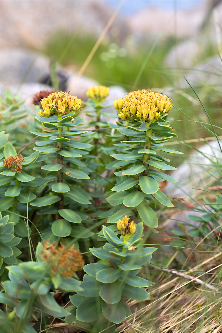 Image of Rhodiola rosea specimen.