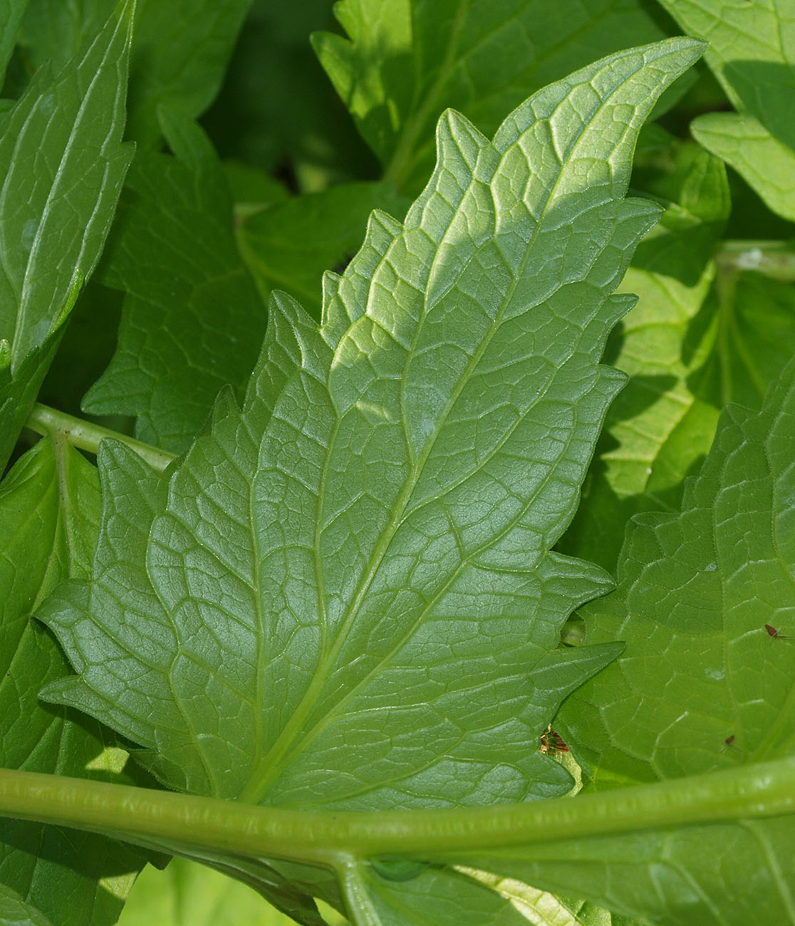 Image of genus Valeriana specimen.