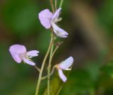 Desmodium adscendens. Часть соцветия. Танзания, автономия Занзибар, о-в Унгуджа, Central South Region, национальный парк \"Jozani Chwaka Bay\". 29.10.2018.