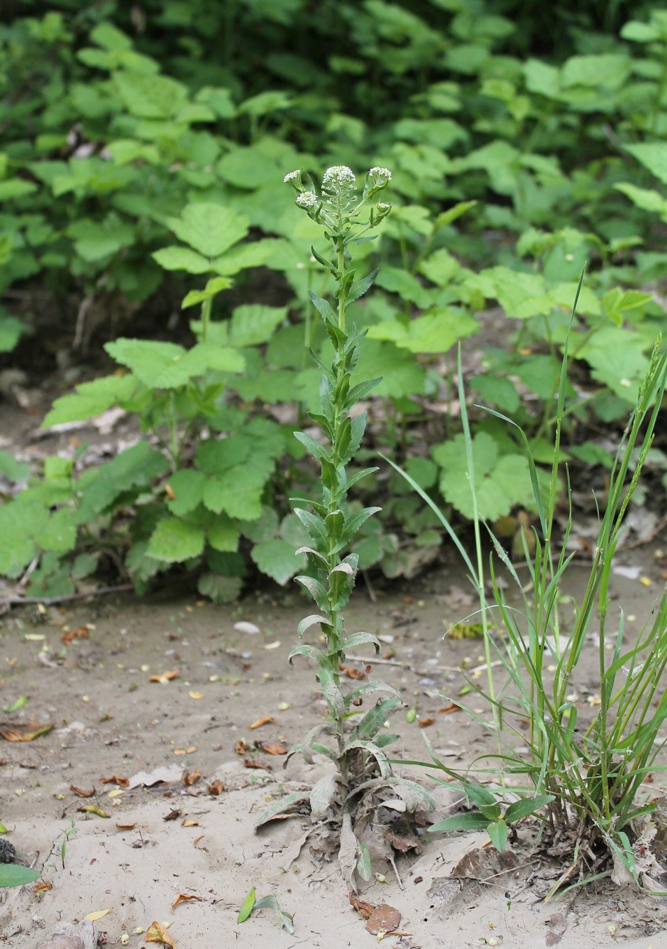 Image of Thlaspi arvense specimen.