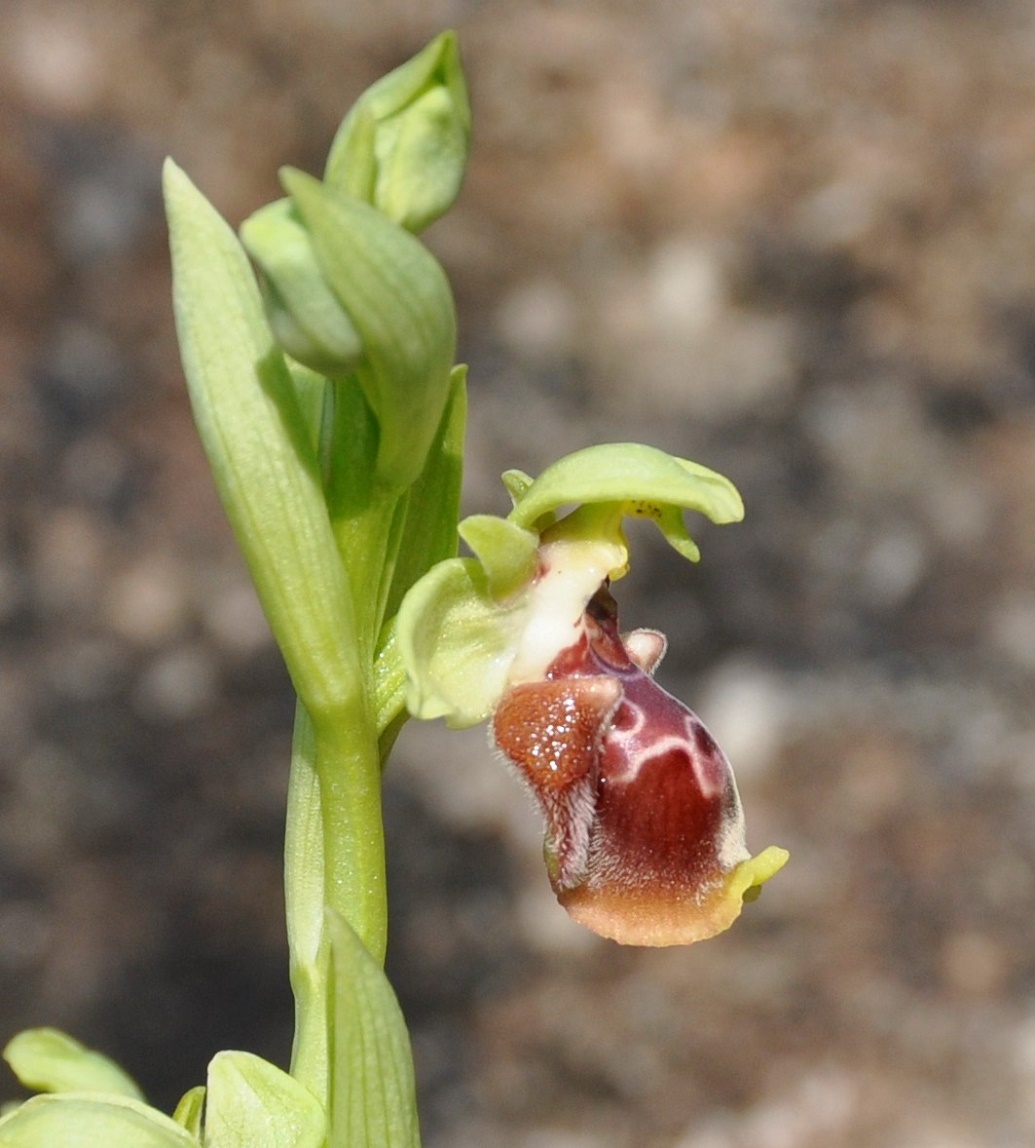 Image of Ophrys flavomarginata specimen.