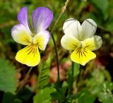 Viola tricolor