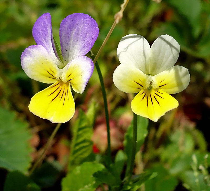 Изображение особи Viola tricolor.