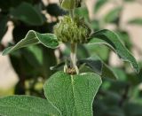 Phlomis lunariifolia