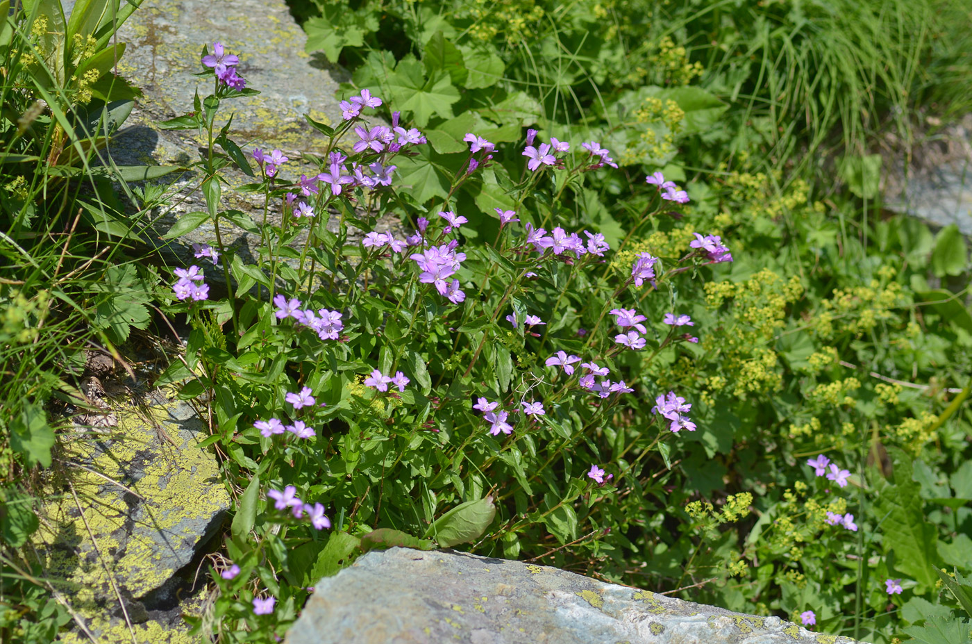 Image of Epilobium algidum specimen.
