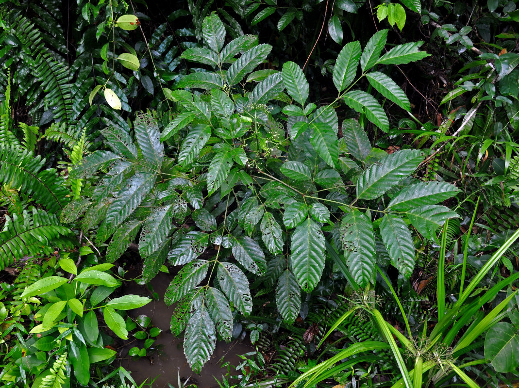 Image of Leea indica specimen.