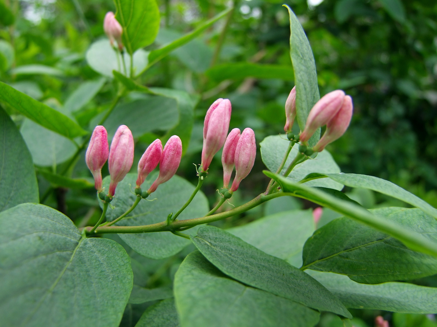 Image of Lonicera tatarica specimen.