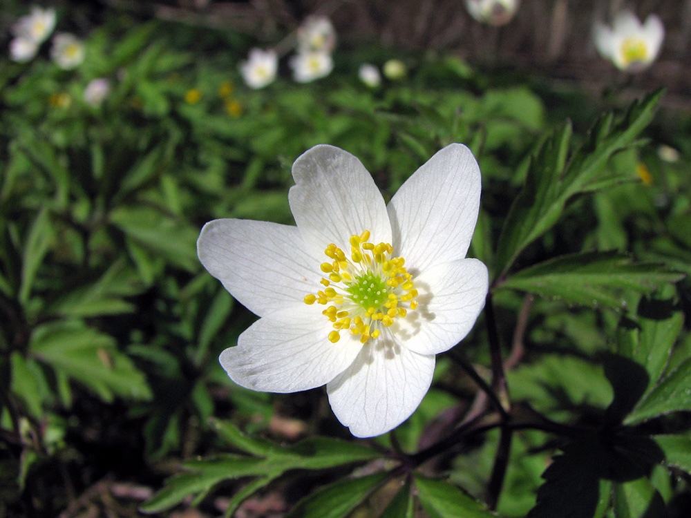 Изображение особи Anemone nemorosa.