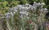 Echinops sphaerocephalus. Цветущие растения. Республика Татарстан, г. Тетюши, правый крутой берег р. Волга, у кустарника в р-не смотровой площадки. 05.08.2018.