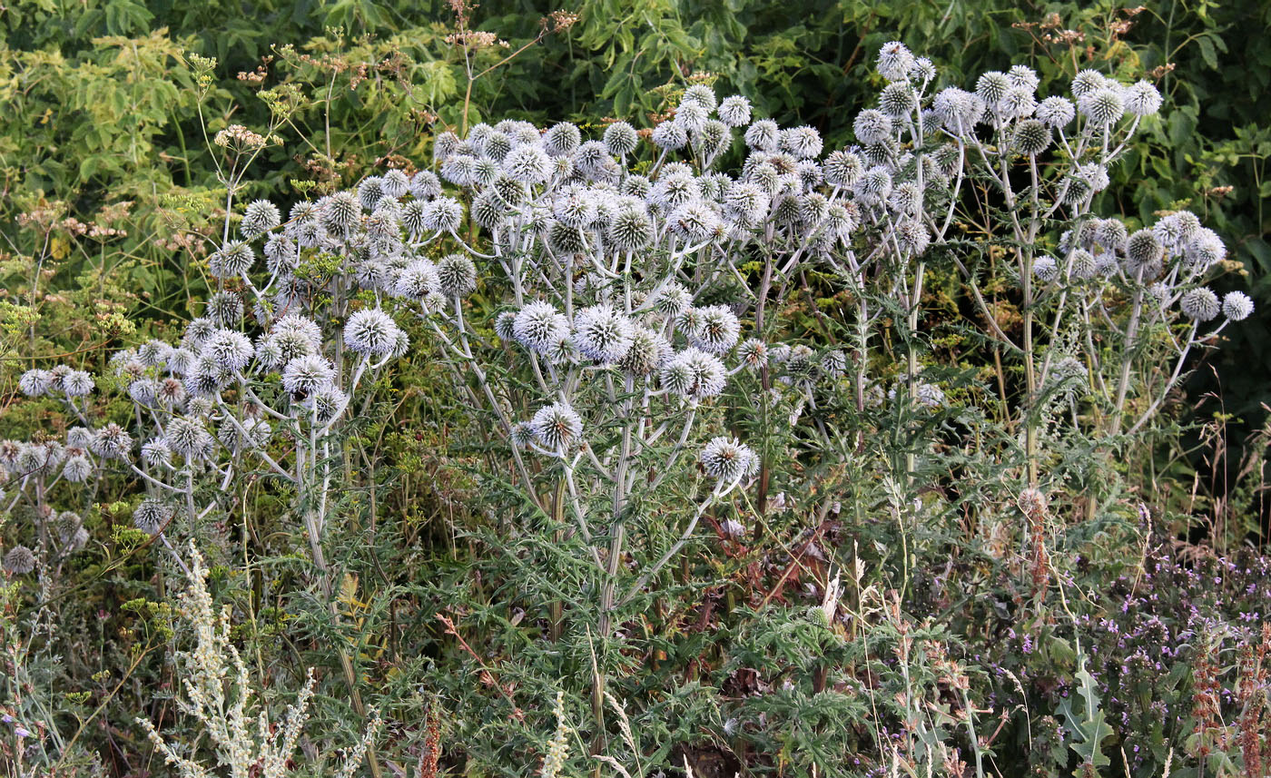 Изображение особи Echinops sphaerocephalus.