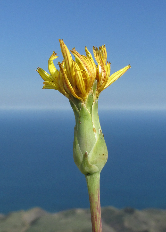 Image of Scorzonera crispa specimen.