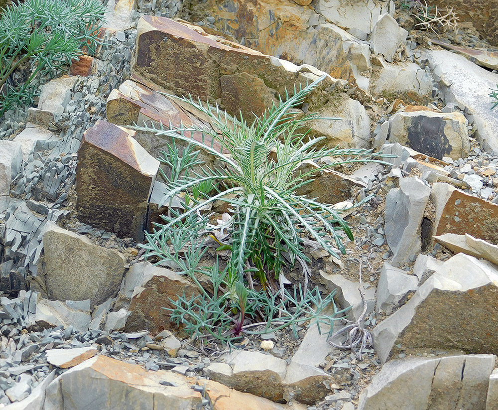 Image of Lamyra echinocephala specimen.