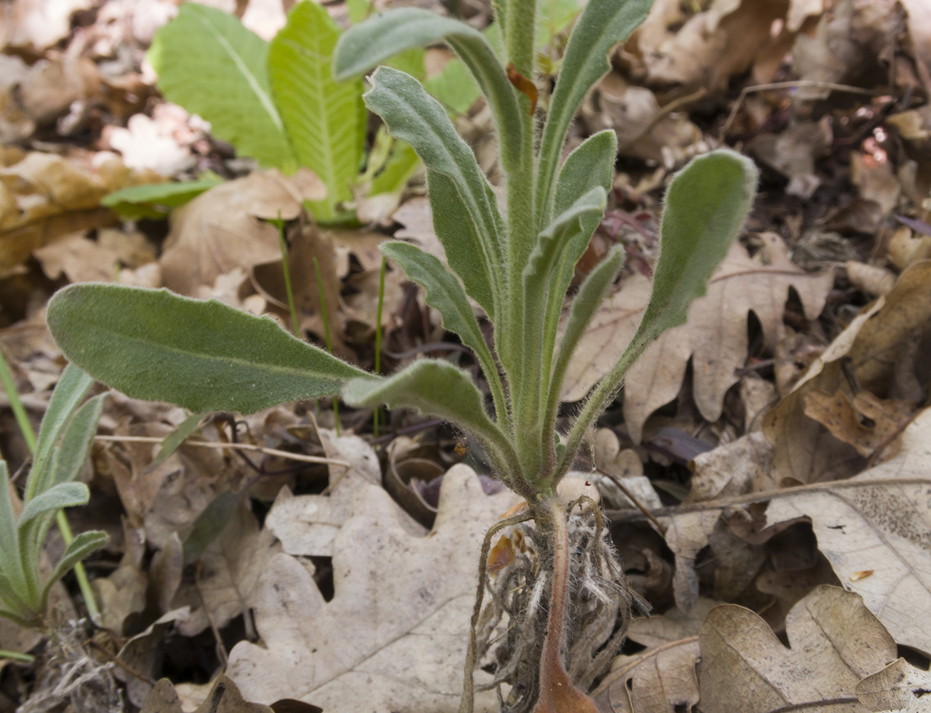 Изображение особи Fibigia eriocarpa.