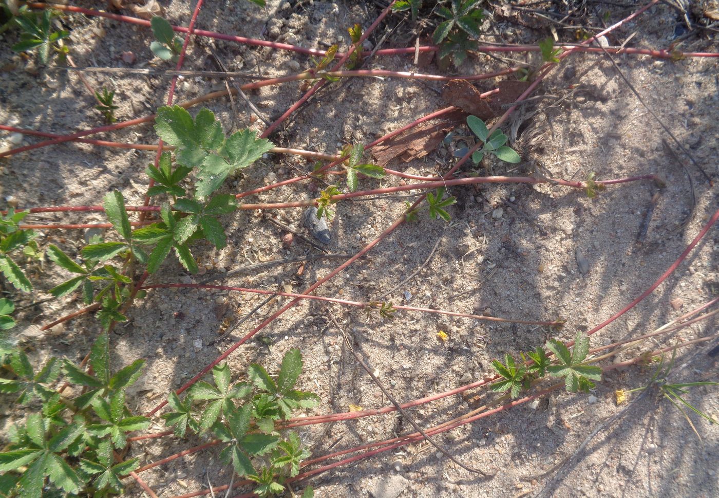 Изображение особи Potentilla reptans.