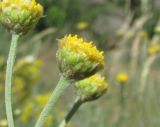 Tanacetum millefolium. Соцветие (вид сбоку). Дагестан, Кумторкалинский р-н, хр. Нарат-Тюбе, склон горы. 02.06.2019.