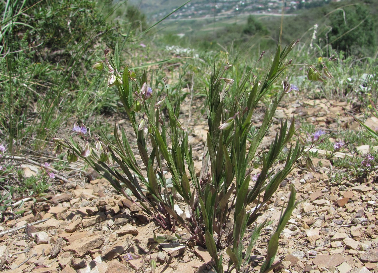 Image of Polygala sosnowskyi specimen.