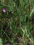 Lathyrus hirsutus