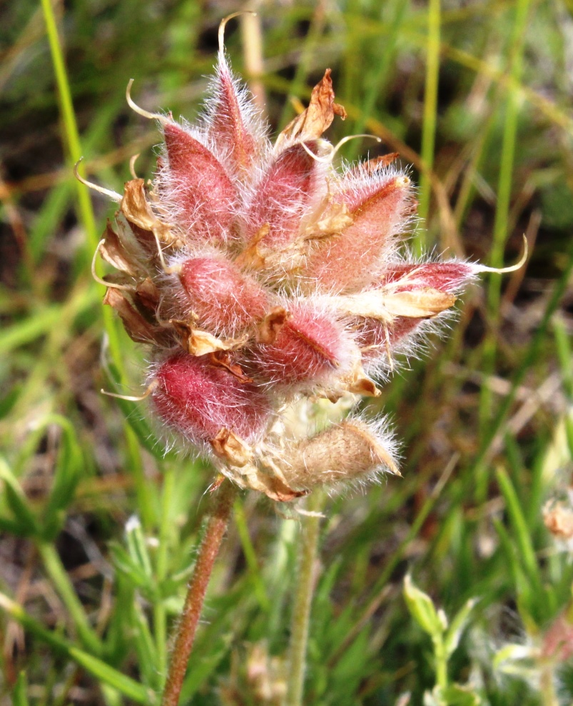 Image of Oxytropis reverdattoi specimen.