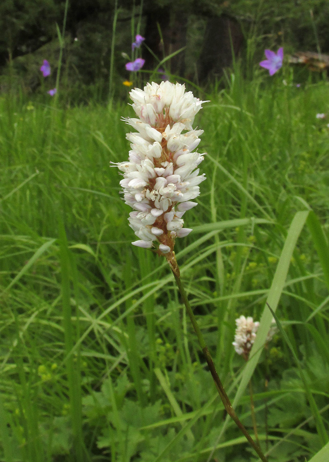 Image of Bistorta officinalis specimen.