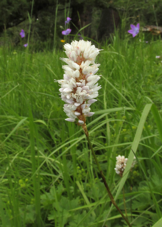 Изображение особи Bistorta officinalis.