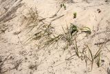 Carex arenaria