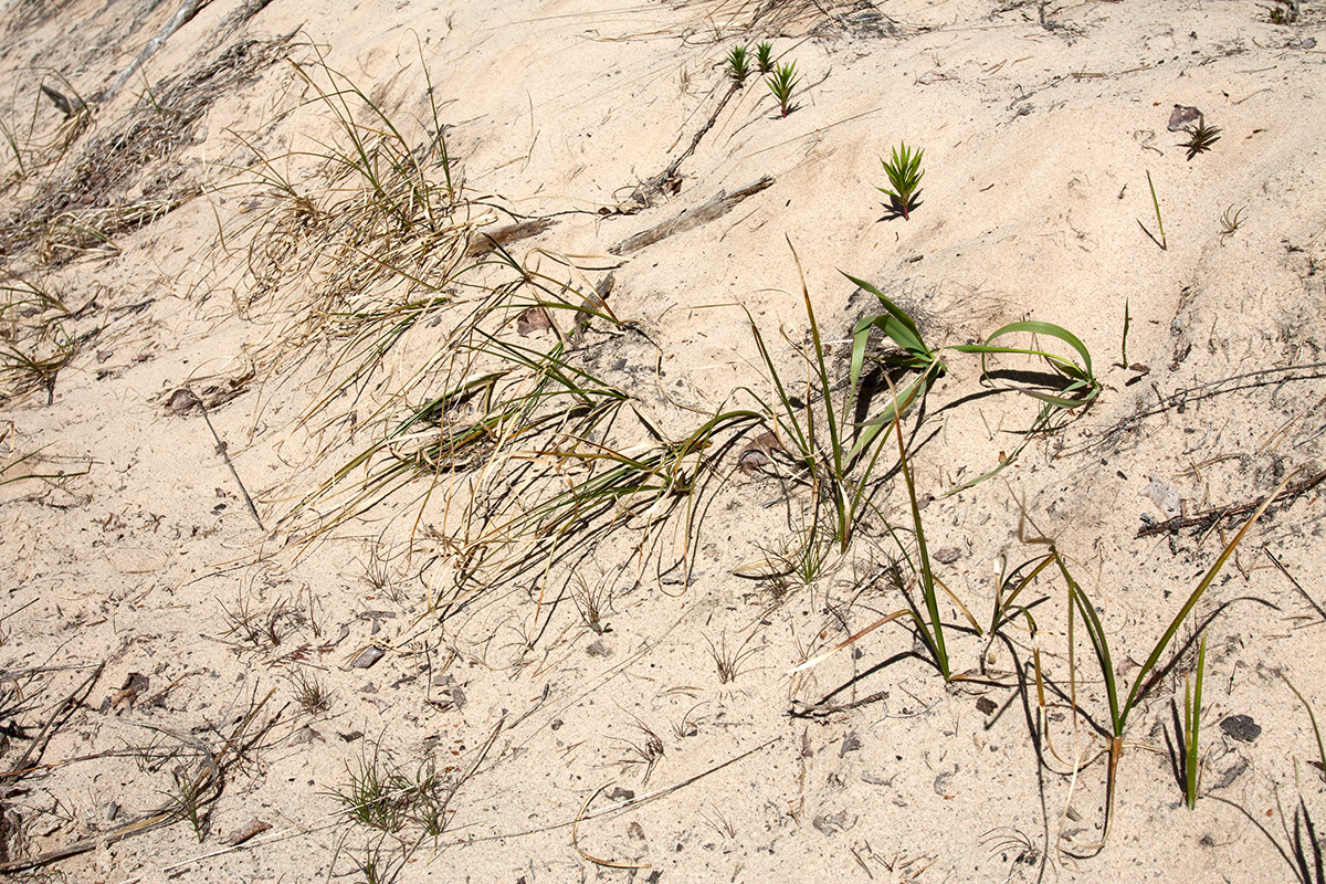 Изображение особи Carex arenaria.