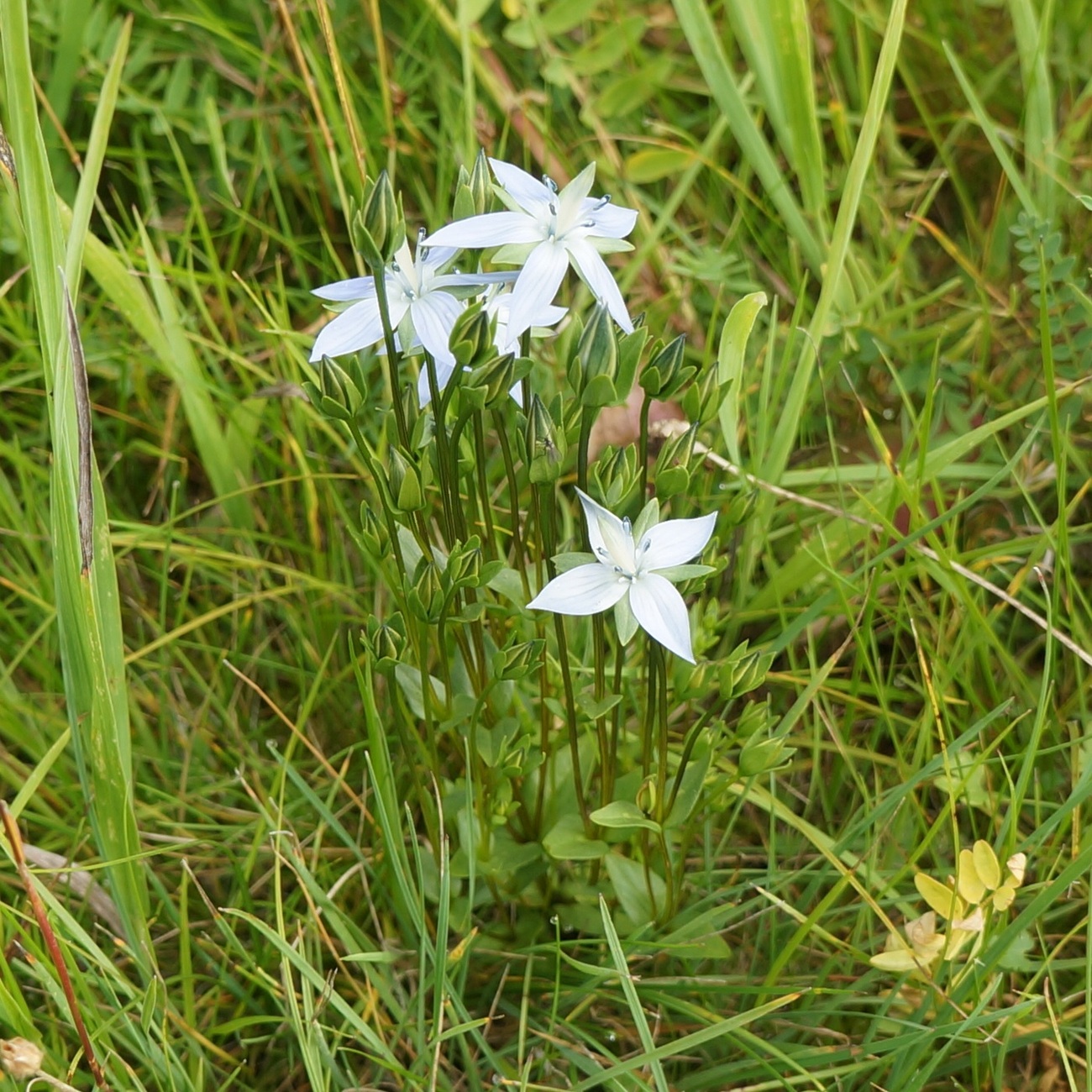 Image of Lomatogonium carinthiacum specimen.