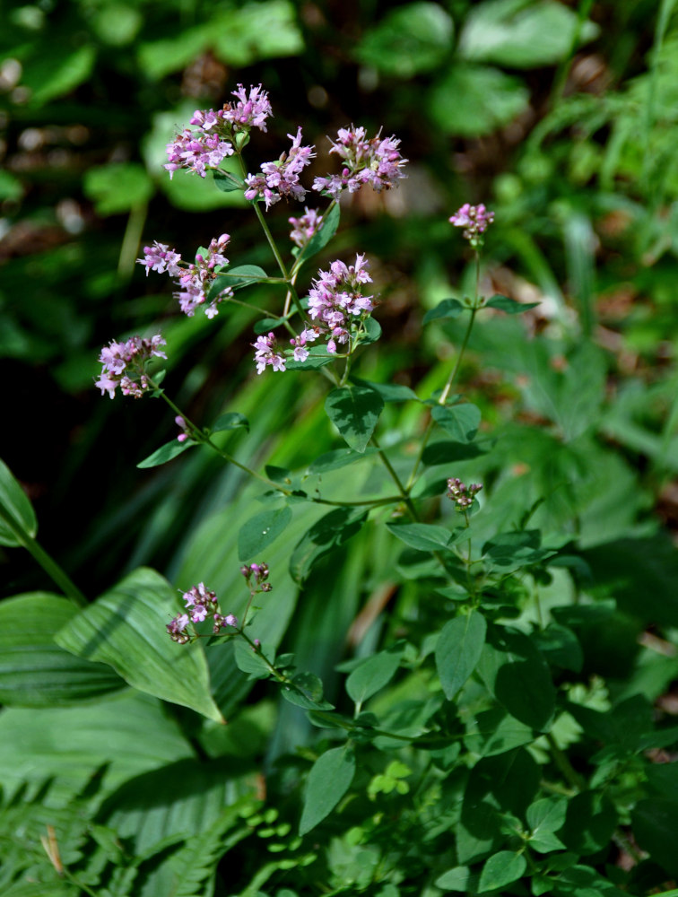 Изображение особи Origanum vulgare.