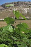 Populus alba. Деревце. Крым, окр. Севастополя, р. Чёрная. 24 июля 2010 г.