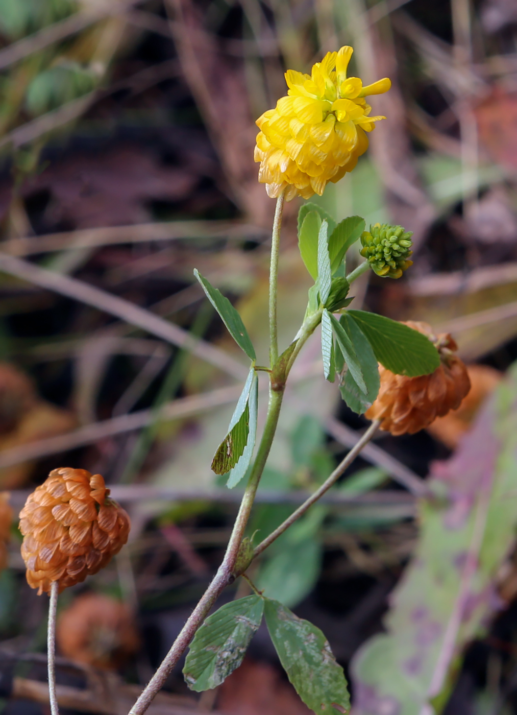 Image of Trifolium aureum specimen.