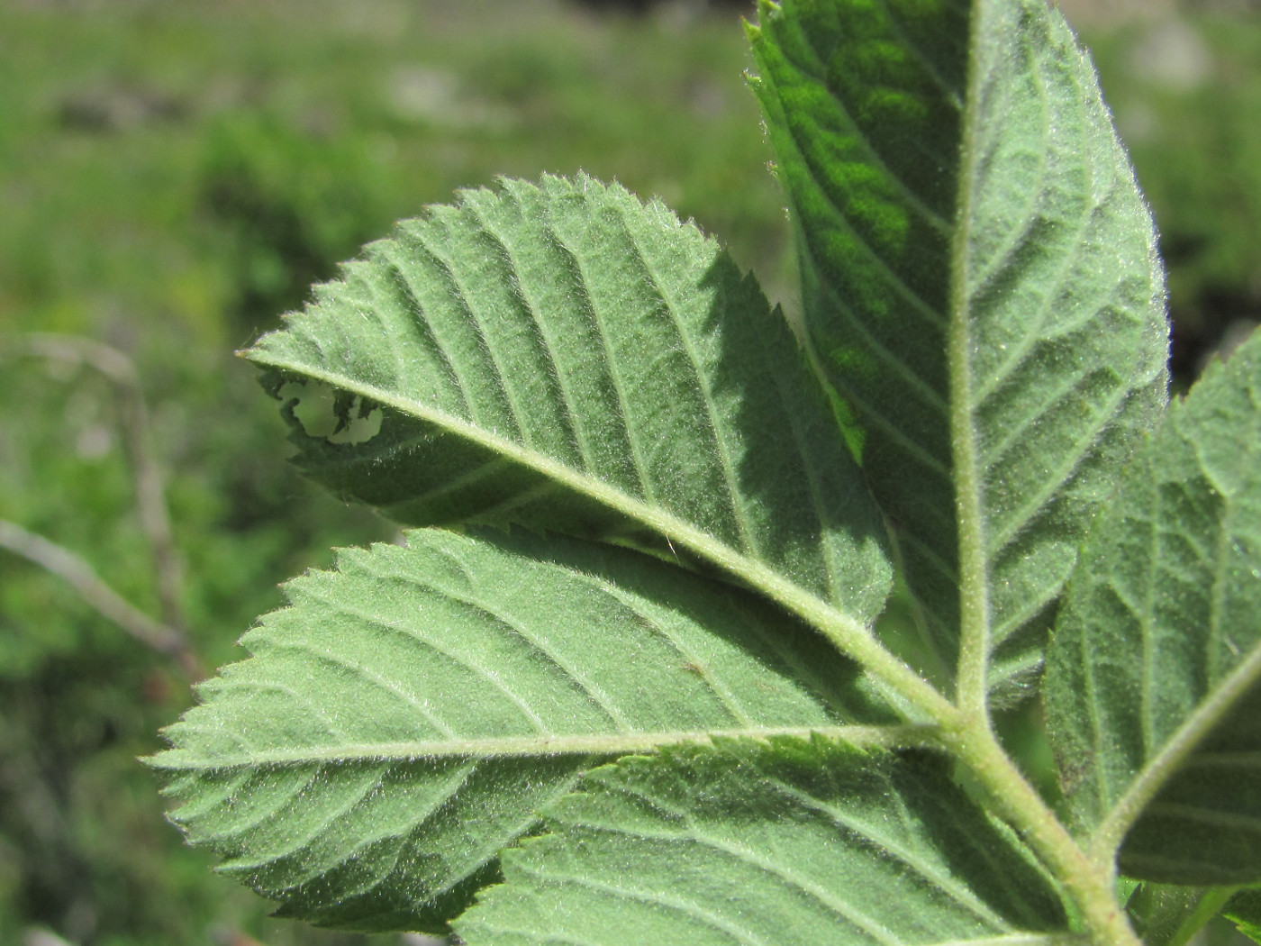 Image of genus Rosa specimen.