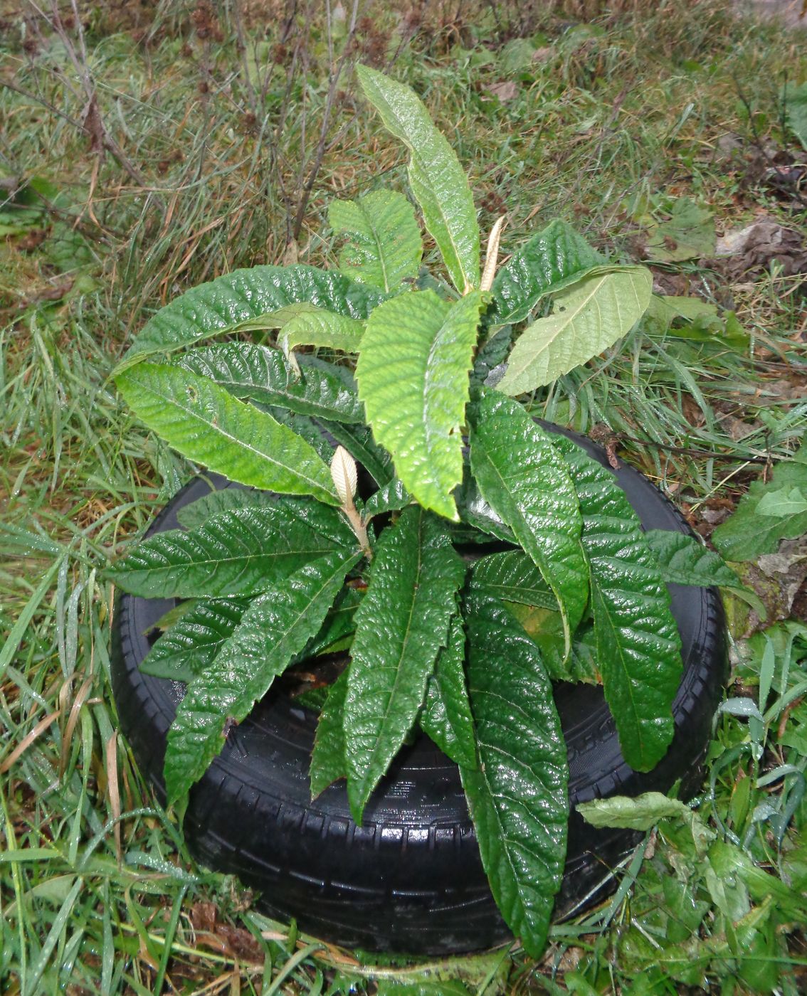 Image of Eriobotrya japonica specimen.