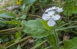 Hesperis voronovii