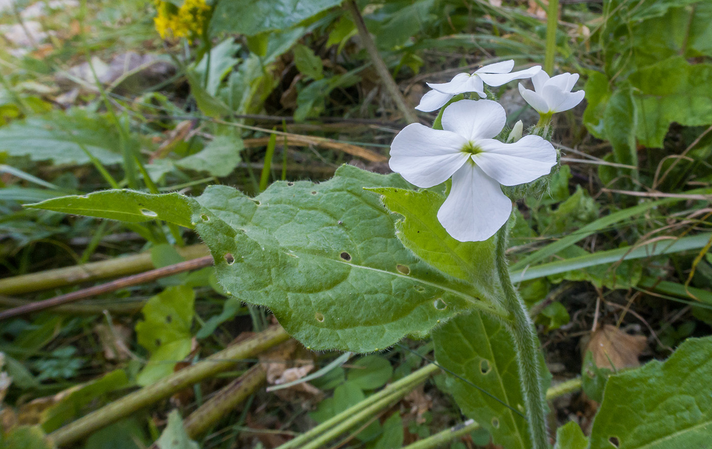 Image of Hesperis voronovii specimen.