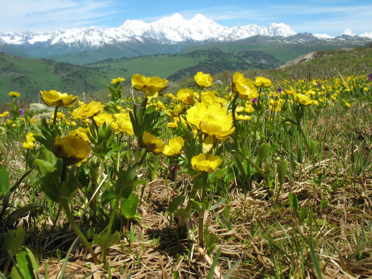 Изображение особи Ranunculus altaicus.