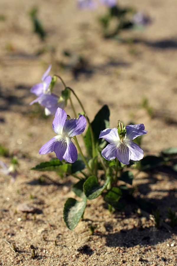 Image of Viola canina specimen.