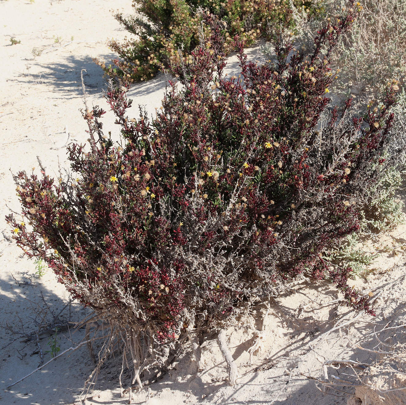 Изображение особи Limbarda crithmoides.