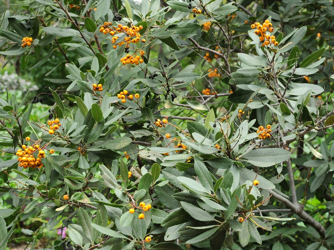 Изображение особи Heteromeles arbutifolia.