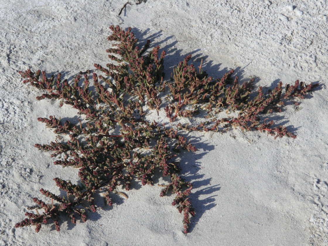 Image of Suaeda pannonica specimen.