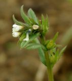 Buglossoides arvensis. Соцветие и плоды. Азербайджан, Баку, пос. Мардакян. 10.04.2010.
