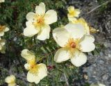 Rosa platyacantha